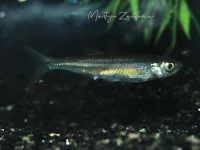 Vetje [Leucaspius delineatus]
